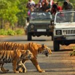 2N/3D Complete Jim Corbett tour