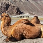 Exotic Leh with Nubra Valley